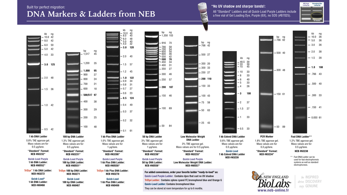 NEB bietet eine Reihe an beliebten DNA Leitern und konventionellen Molekula...