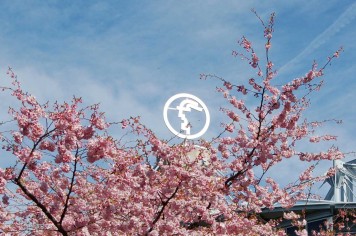 Hermeskopf-hinter-Baum-Frühling